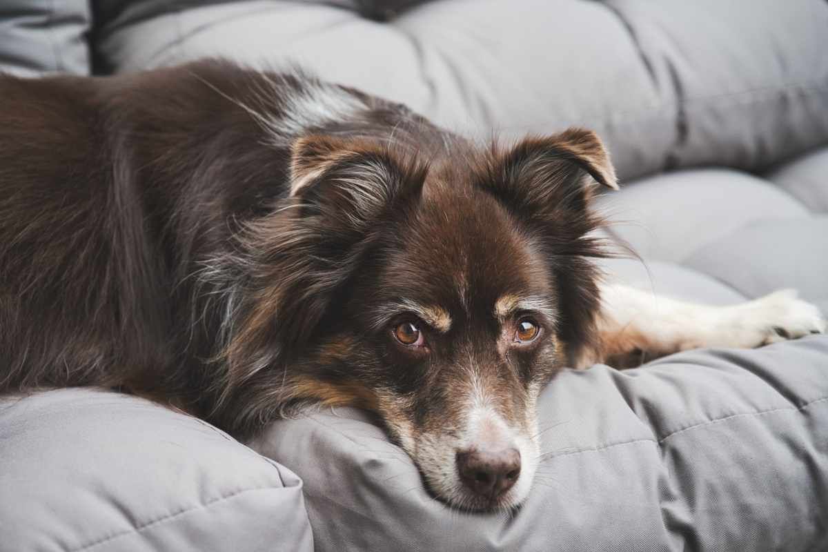 Cane sul divano