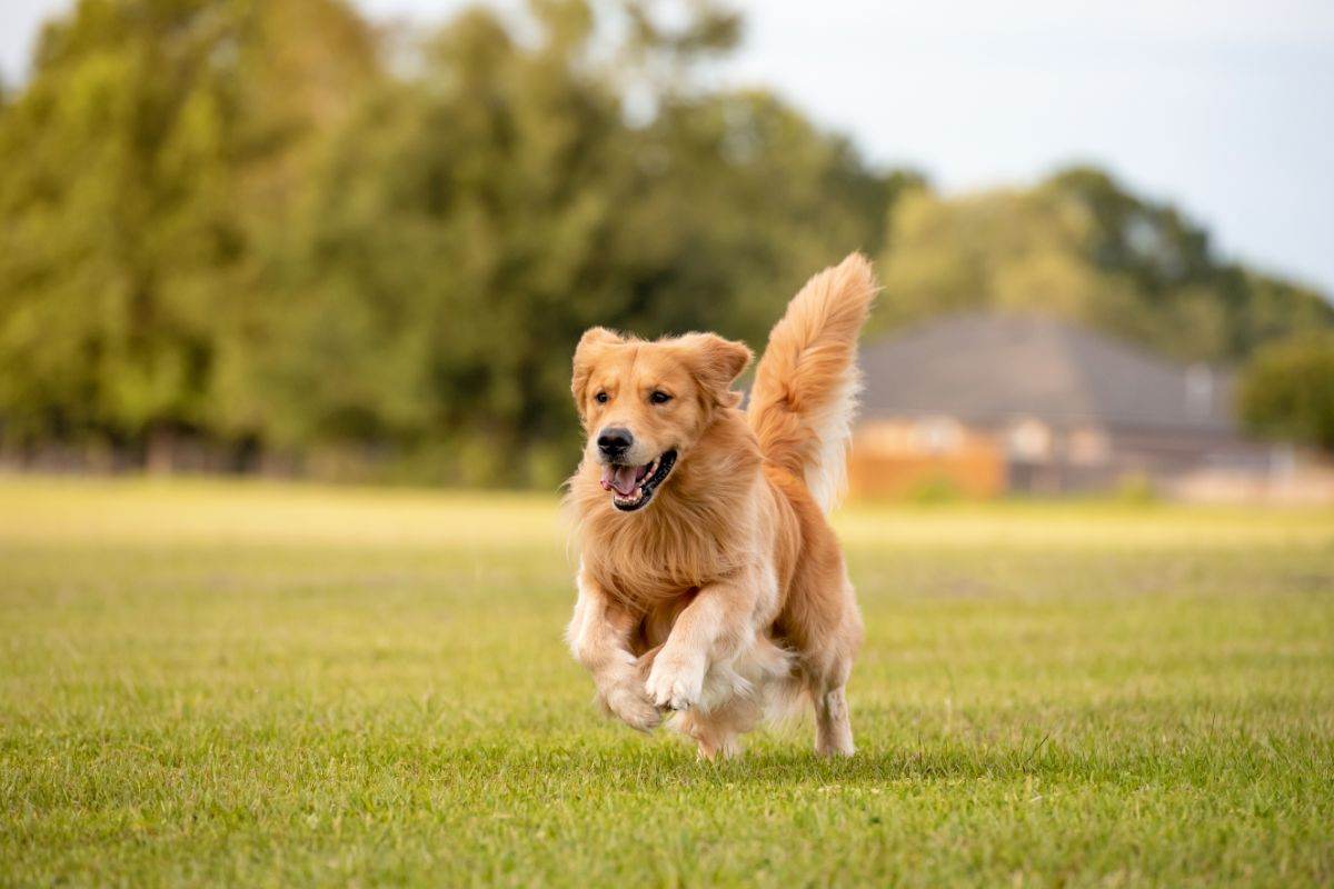 cane che corre in un prato