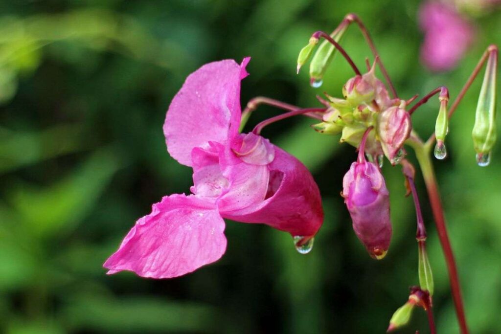 Balsamo pianta