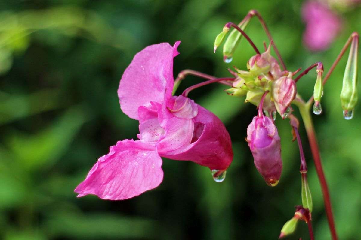 Fiori di balsamo