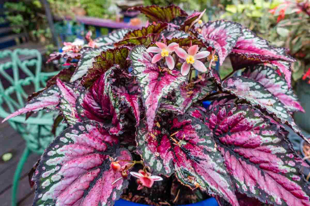La Begonia Rex
