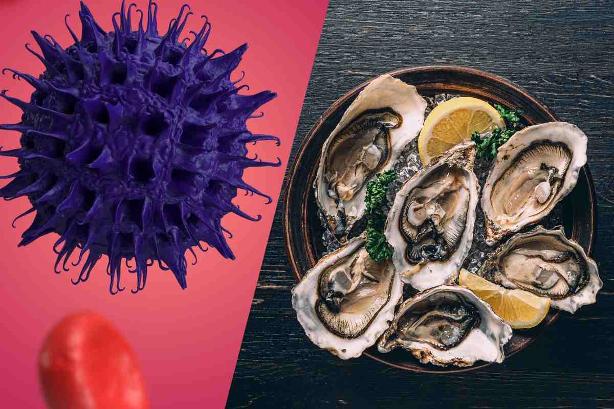 Norovirus nel piatto di ostriche