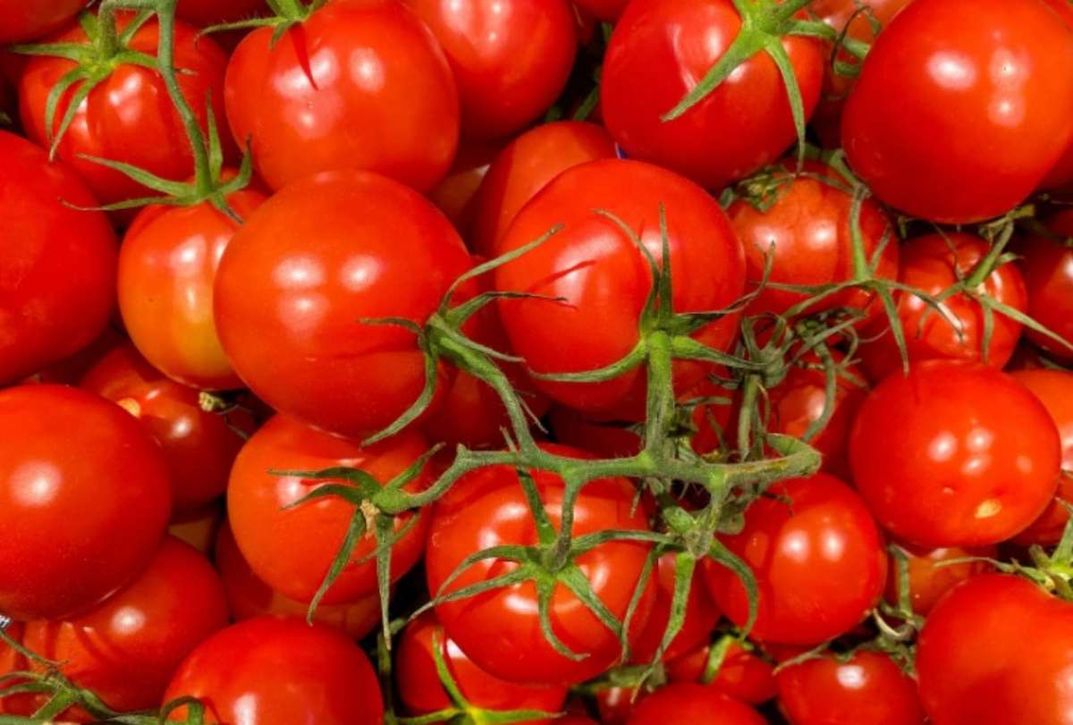 Rischio salmonella: pomodori freschi ritirati dal mercato