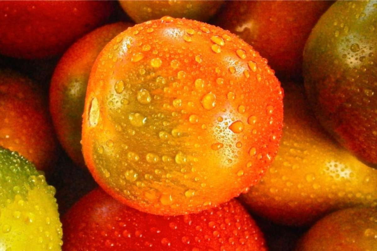 Pomodori freschi appena lavati