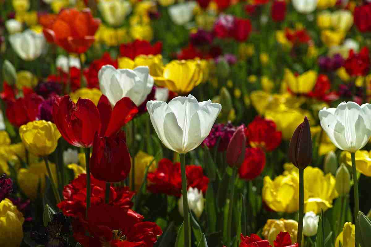 Tulipani