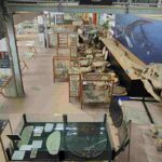 Museo conchiglie