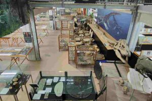 Museo conchiglie