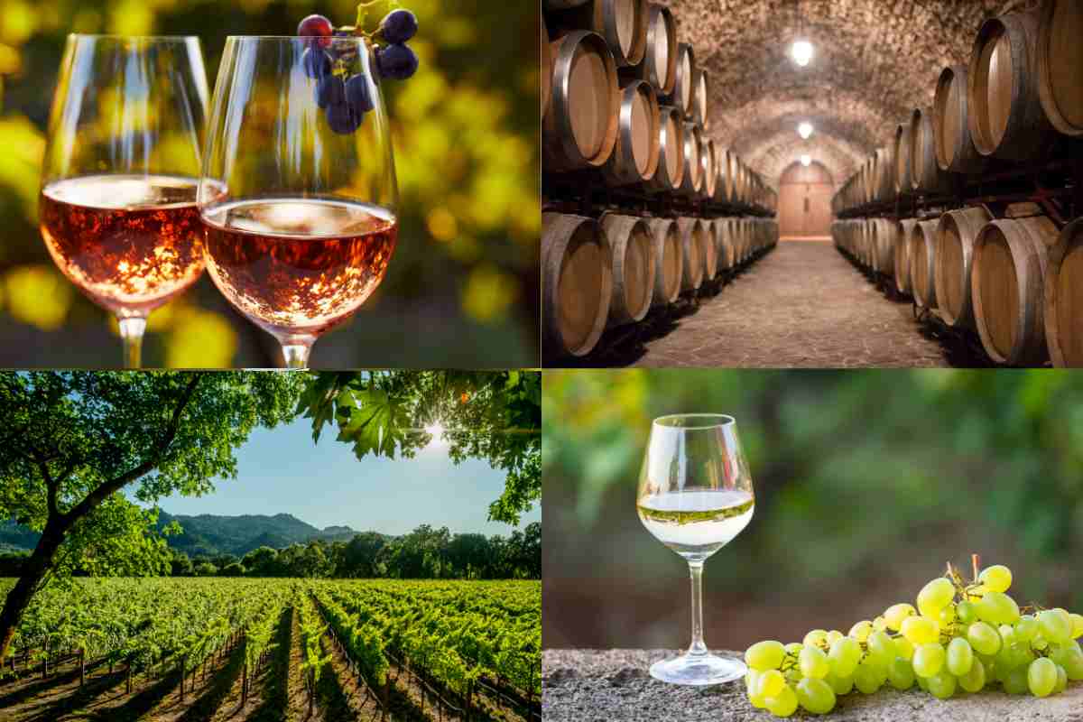terra di vini